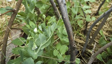 peateepee01web
