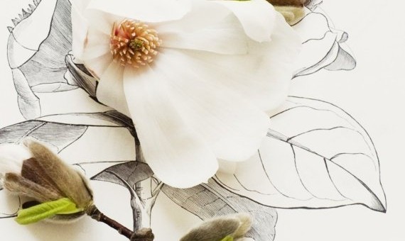 botanical-drawing
