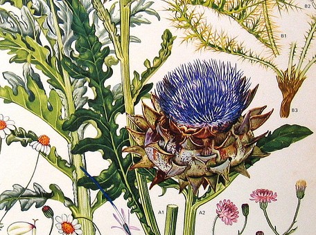 botanical-illustration-thistle