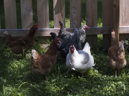 chicken_gate-_31