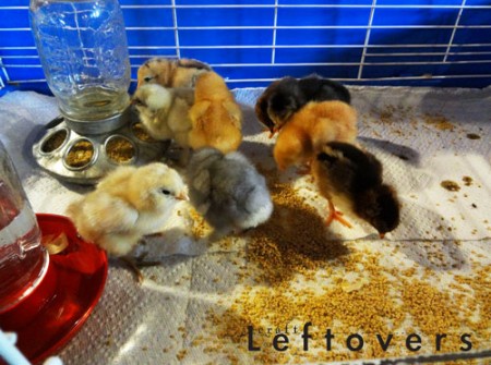 2013-babychicks-day2