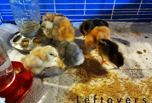 2013-babychicks-day2